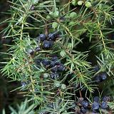 自由が丘のエステ&アロマ・サロン、アロママッサージ、リンパドレナージュ、フェイシャル|目黒、エフェクティブタッチ