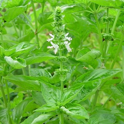 自由が丘のエステ＆アロマ・サロン、アロママッサージ、リンパドレナージュ、フェイシャル｜目黒、エフェクティブタッチ