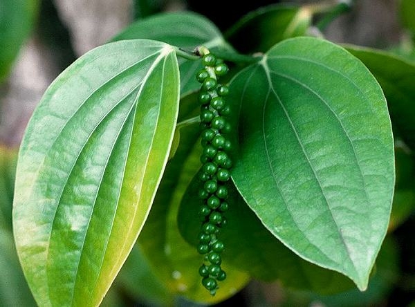 ブラックペッパー