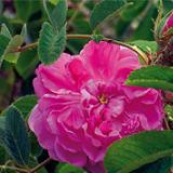 自由が丘のエステ＆アロマ・サロン、アロママッサージ、リンパドレナージュ、フェイシャル｜目黒、エフェクティブタッチ