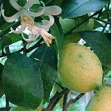 自由が丘のエステ＆アロマ・サロン、アロママッサージ、リンパドレナージュ、フェイシャル｜目黒、エフェクティブタッチ